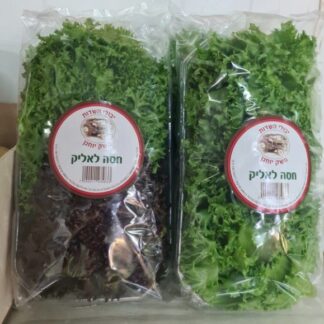 חסה לליק