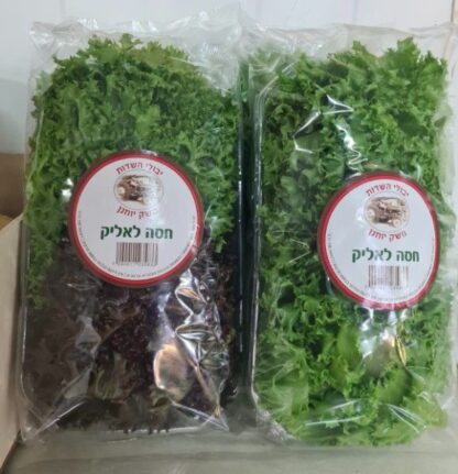 חסה לליק